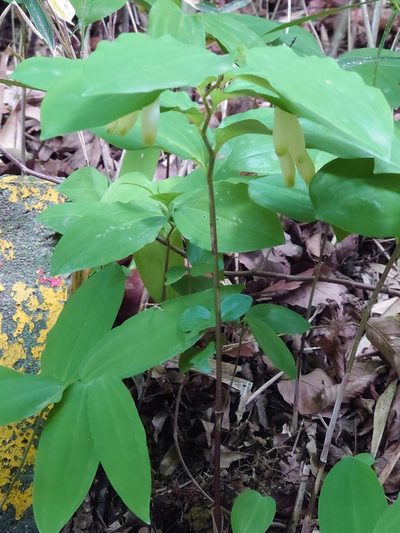 Polygonatum lasianthum, photographed by WATANABE Hitoshi 渡辺仁
