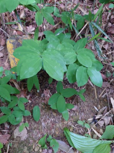 Polygonatum lasianthum, photographed by WATANABE Hitoshi 渡辺仁