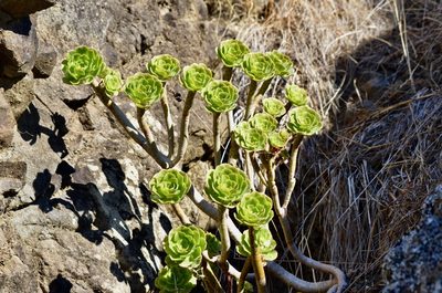Aeonium arboreum, photographed by Mike Bowie