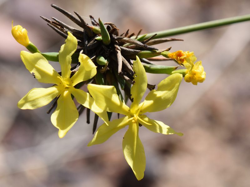 Bobartia orientalis, photographed by Andrew Gillespie