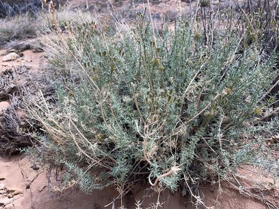 Lomatium parryi, photographed by Robbie Hannawacker