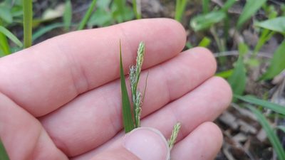 Carex hirtifolia, photographed by Ryan Sorrells