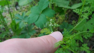 Chaerophyllum procumbens, photographed by Ryan Sorrells