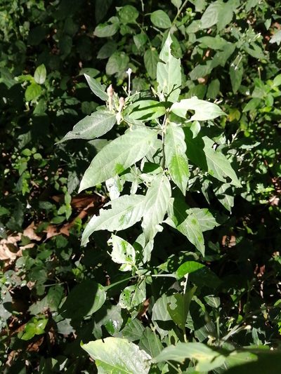 Rhinacanthus gracilis, photographed by Mmatjie Mashao