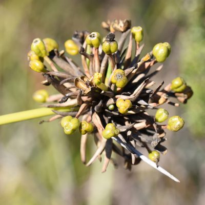 Bobartia orientalis, photographed by Andrew Gillespie
