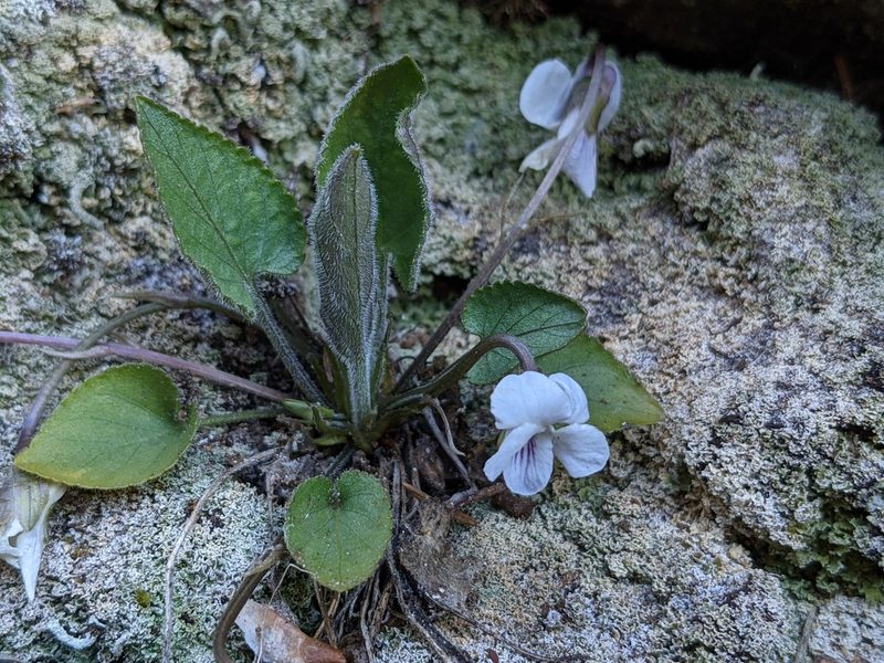 Viola thomasiana, photographed by Attila Oláh
