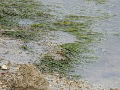 Zostera noltii, photographed by Duarte Frade