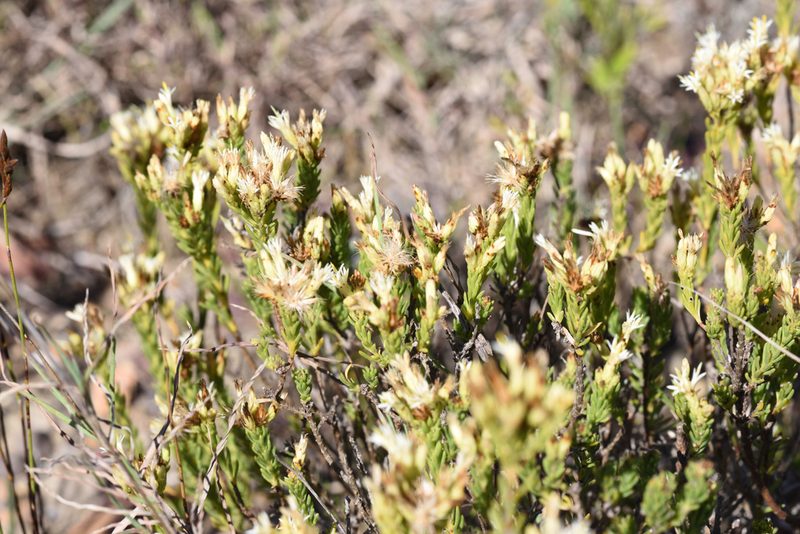 Pteronia teretifolia, photographed by Andrew Gillespie