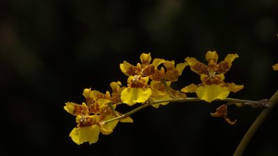 Oncidium sphacelatum, photographed by Victor De la Cruz