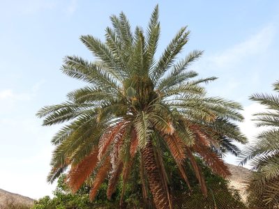 Phoenix dactylifera, photographed by Jacky Judas