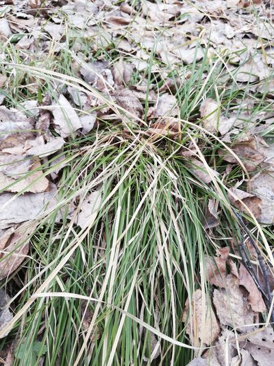 Carex pediformis, photographed by Елена Радостева