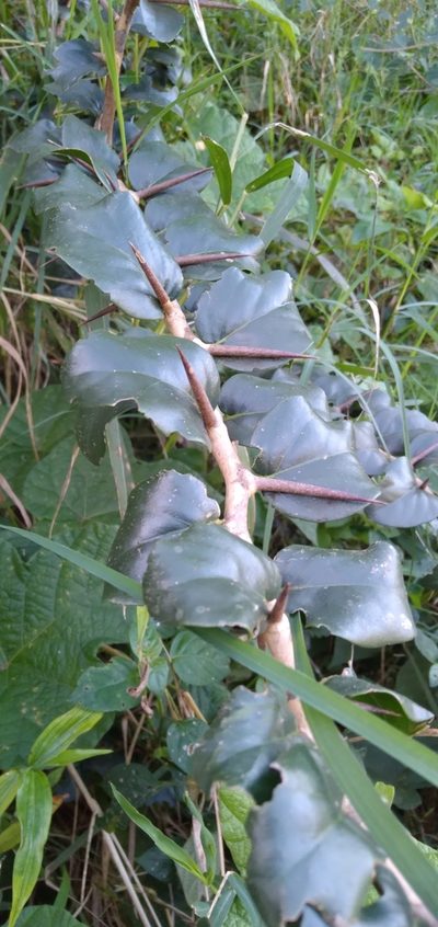 Dovyalis longispina, photographed by Rosemary Harrison