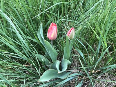 Tulipa gesneriana, photographed by Pavel Kacl