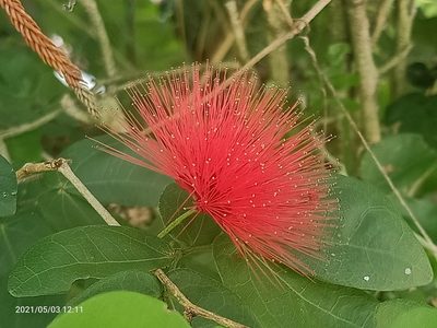 Calliandra haematocephala, photographed by Ong Jyh Seng
