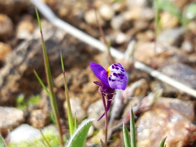 Linaria amethystea, photographed by Rafael Medina