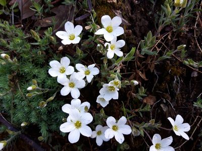 Arenaria montana, photographed by Rafael Medina