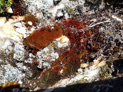 Imbribryum alpinum, photographed by Rafael Medina