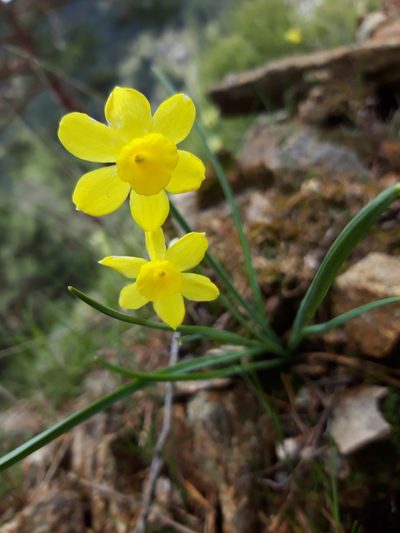 Narcissus rupicola, photographed by Rafael Medina