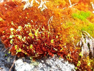 Imbribryum alpinum, photographed by Rafael Medina