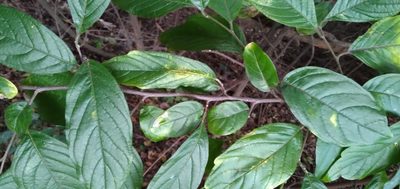 Turraea floribunda, photographed by Rosemary Harrison