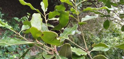Euclea natalensis, photographed by Rosemary Harrison