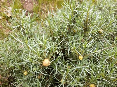 Santolina rosmarinifolia, photographed by Rafael Medina