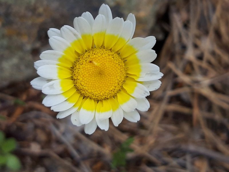 Leucanthemopsis pallida, photographed by Rafael Medina