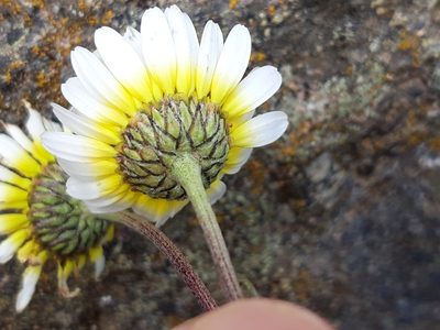 Leucanthemopsis pallida, photographed by Rafael Medina