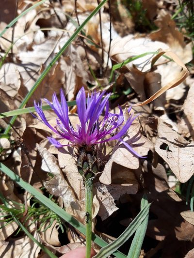 Centaurea graminifolia, photographed by Rafael Medina
