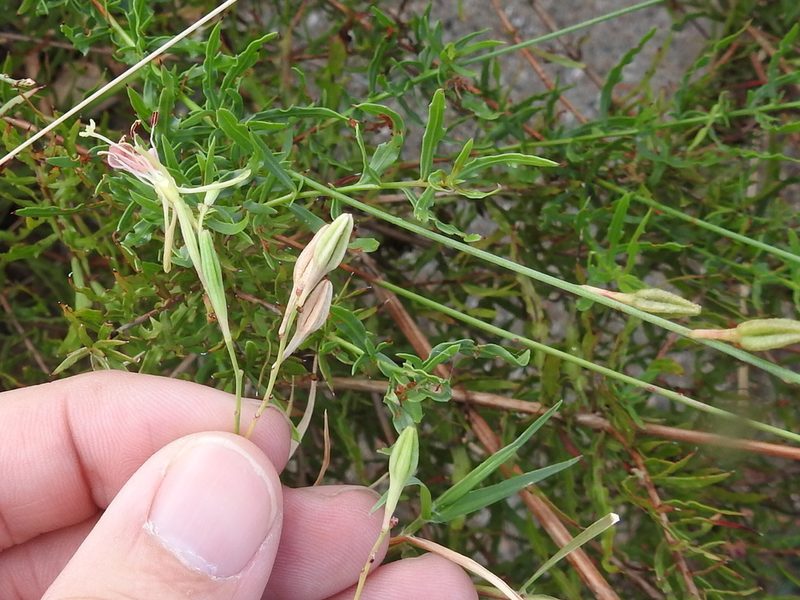Oenothera calcicola, photographed by Sam Kieschnick