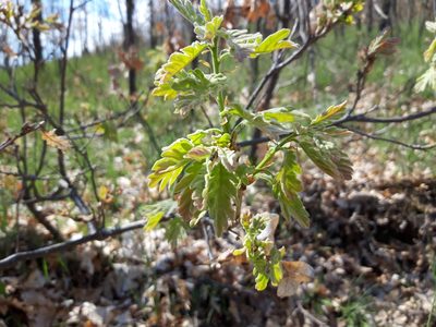Quercus pyrenaica, photographed by Rafael Medina