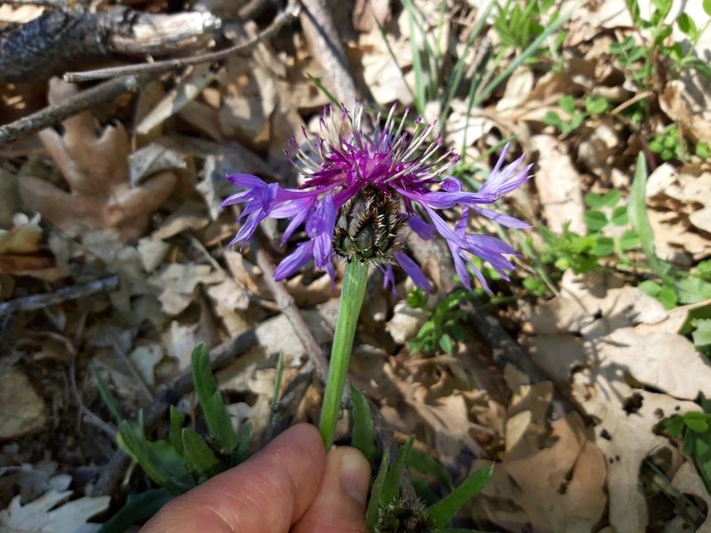 Centaurea graminifolia, photographed by Rafael Medina