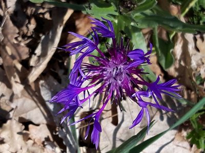 Centaurea graminifolia, photographed by Rafael Medina