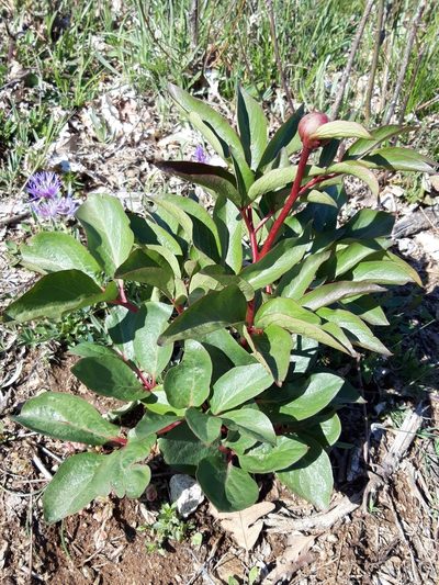Paeonia broteri, photographed by Rafael Medina