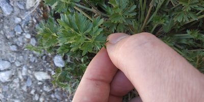 Potentilla tobolensis, photographed by Yurii Basov