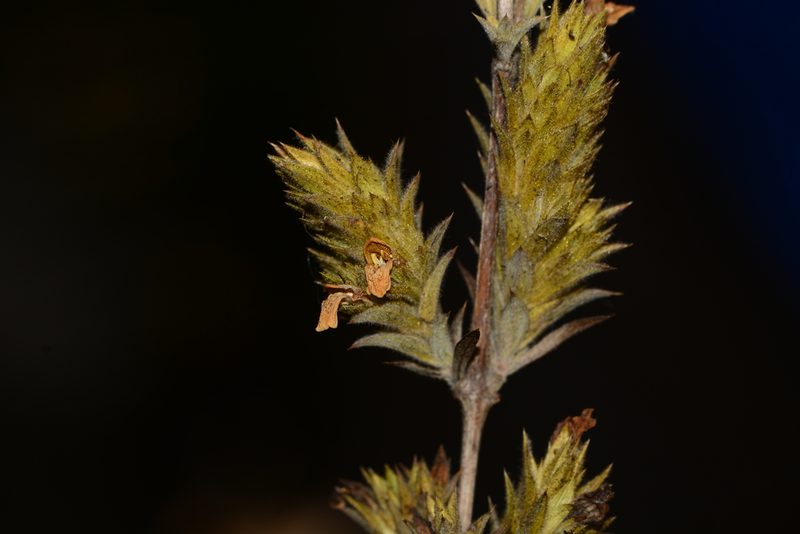 Lepidagathis rigida, photographed by S.MORE