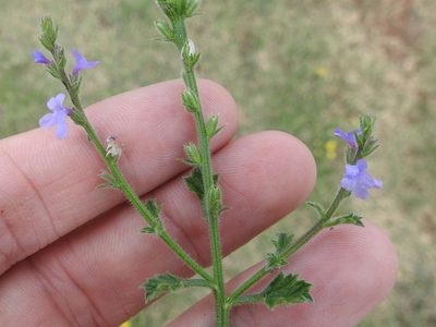 Verbena plicata, photographed by Sam Kieschnick