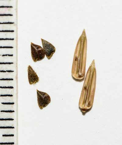 Lepidagathis rigida, photographed by S.MORE