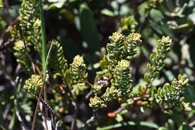 Clutia alaternoides, photographed by Andrew Gillespie
