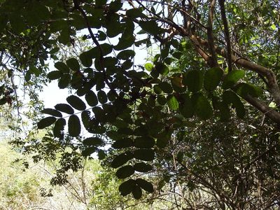 Comocladia macrophylla, photographed by Neptalí Ramírez Marcial