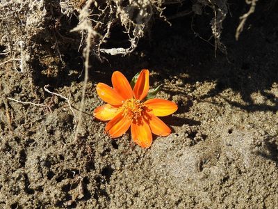 Hidalgoa ternata, photographed by Neptalí Ramírez Marcial