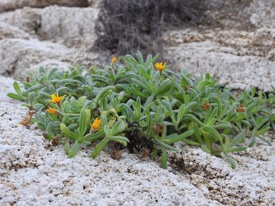 Pectis multiflosculosa, photographed by Neptalí Ramírez Marcial