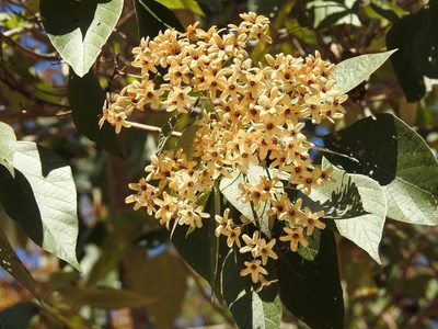Cordia elaeagnoides, photographed by Neptalí Ramírez Marcial
