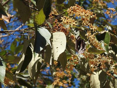 Cordia elaeagnoides, photographed by Neptalí Ramírez Marcial