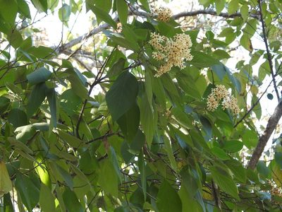 Cordia elaeagnoides, photographed by Neptalí Ramírez Marcial