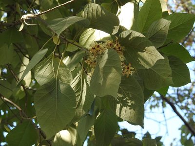 Cordia elaeagnoides, photographed by Neptalí Ramírez Marcial