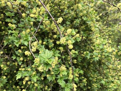 Ribes alpinum, photographed by Pavel Kacl