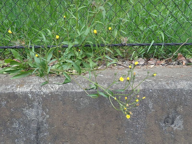 Picris japonica, photographed by Yoshihiro Tokue