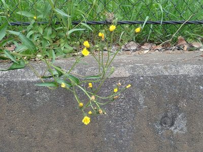 Picris japonica, photographed by Yoshihiro Tokue