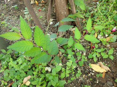 Zelkova serrata, photographed by Yoshihiro Tokue